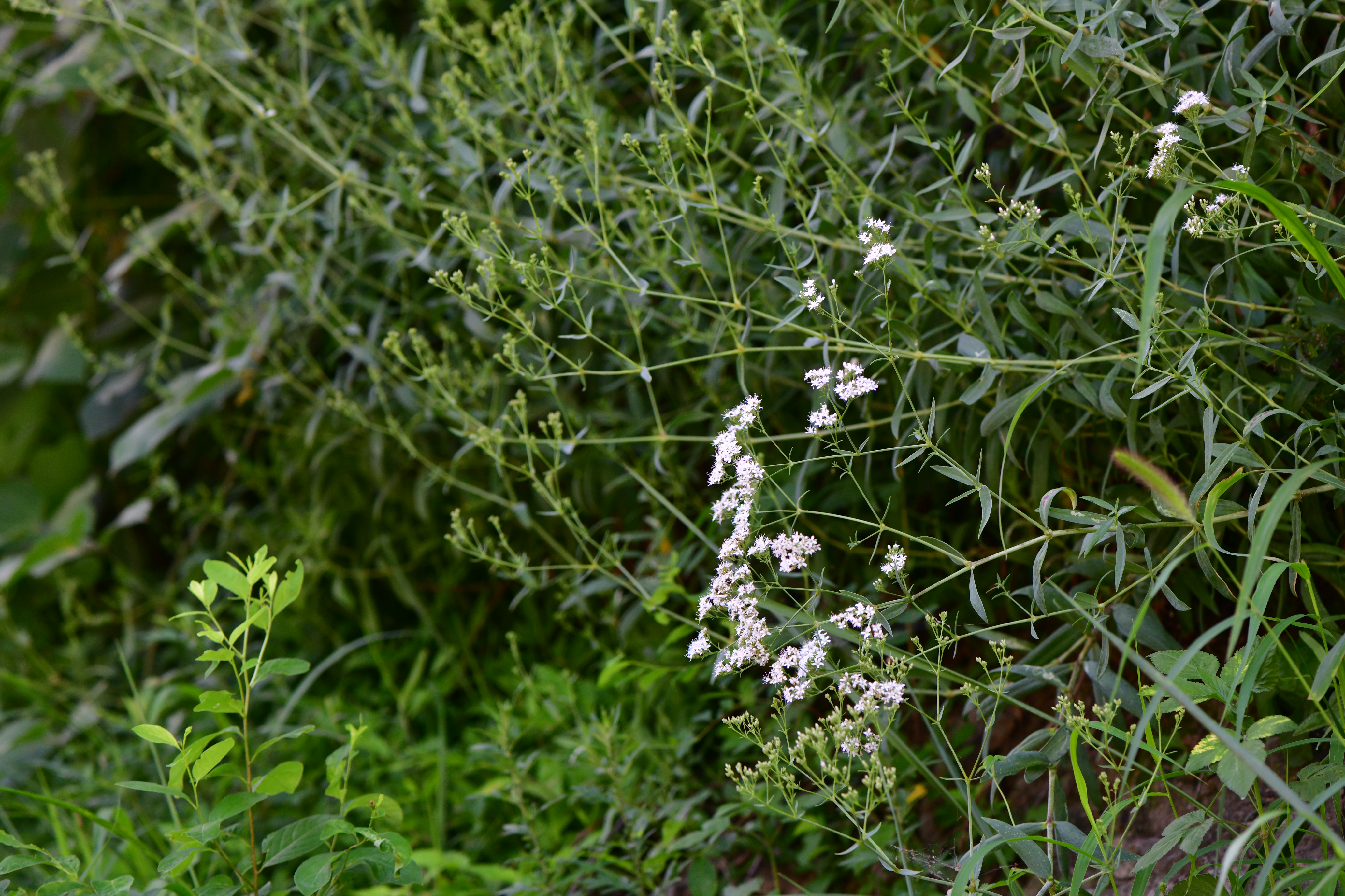 DSC_4932.JPG