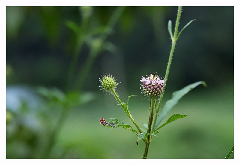 DSCF0861.jpg