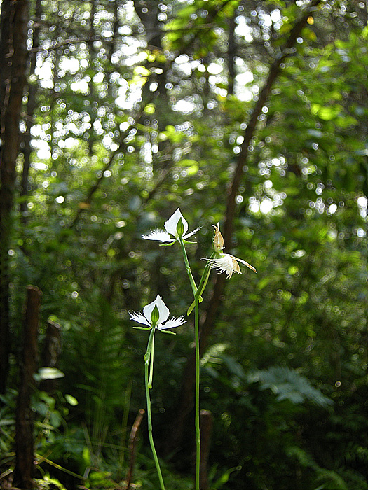 DSCN7286.jpg