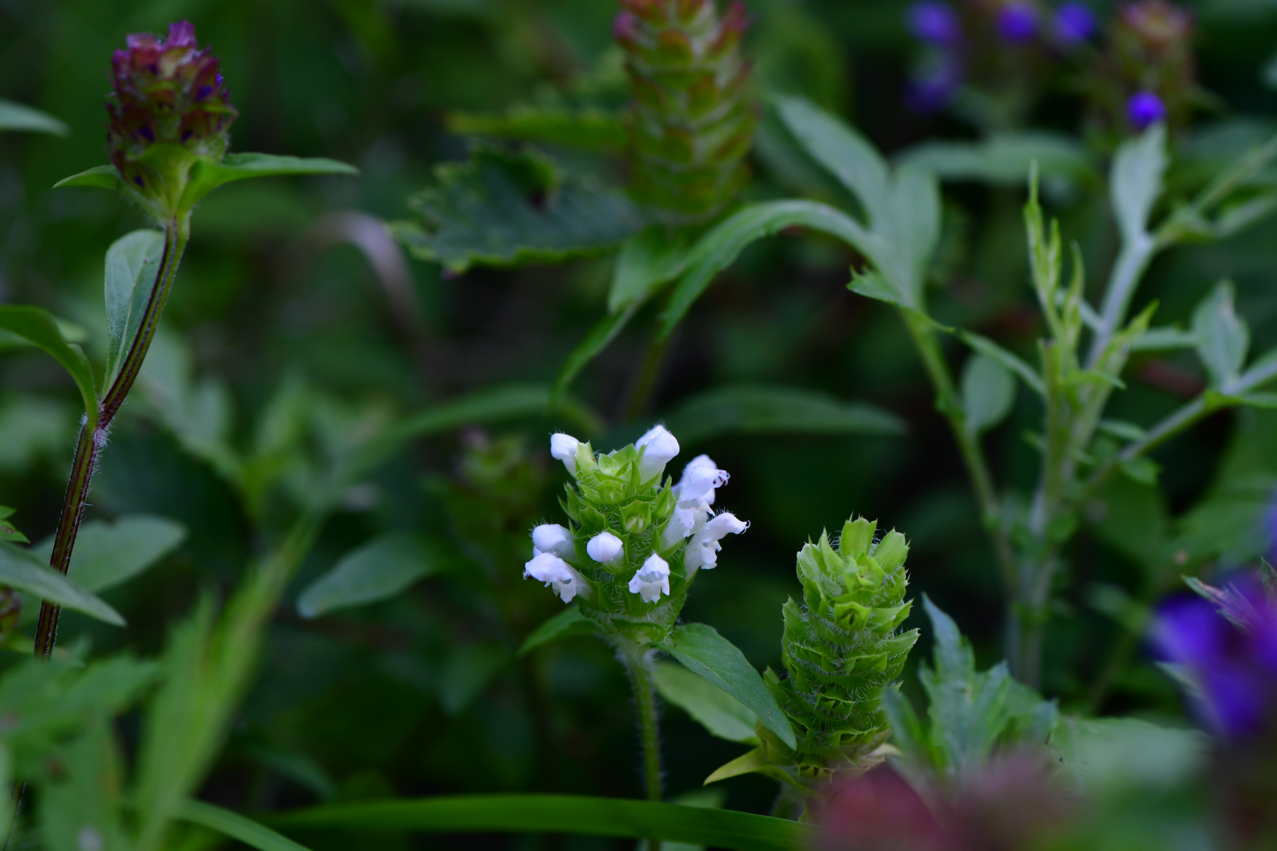 DSC_1526.JPG