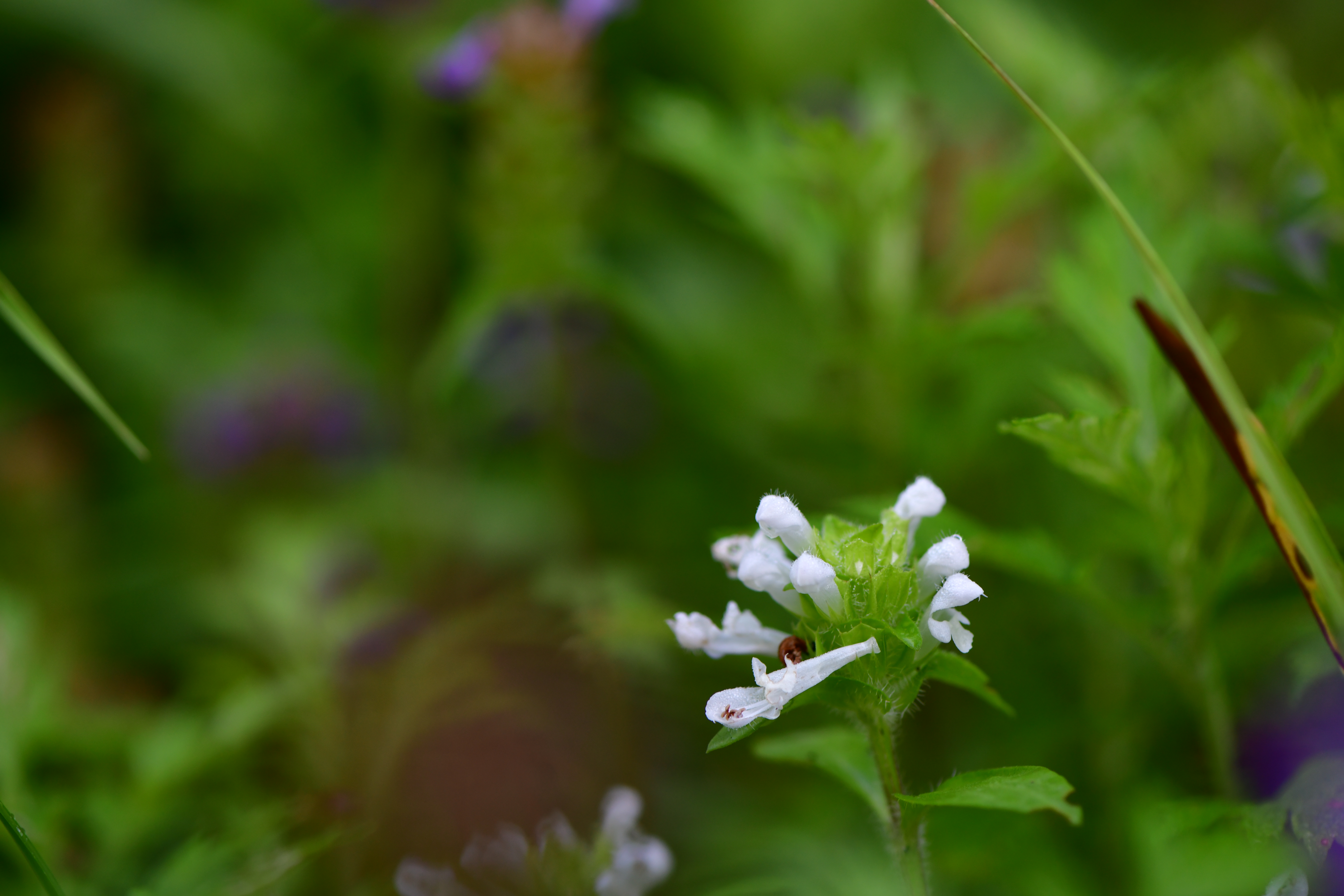 DSC_1516.JPG