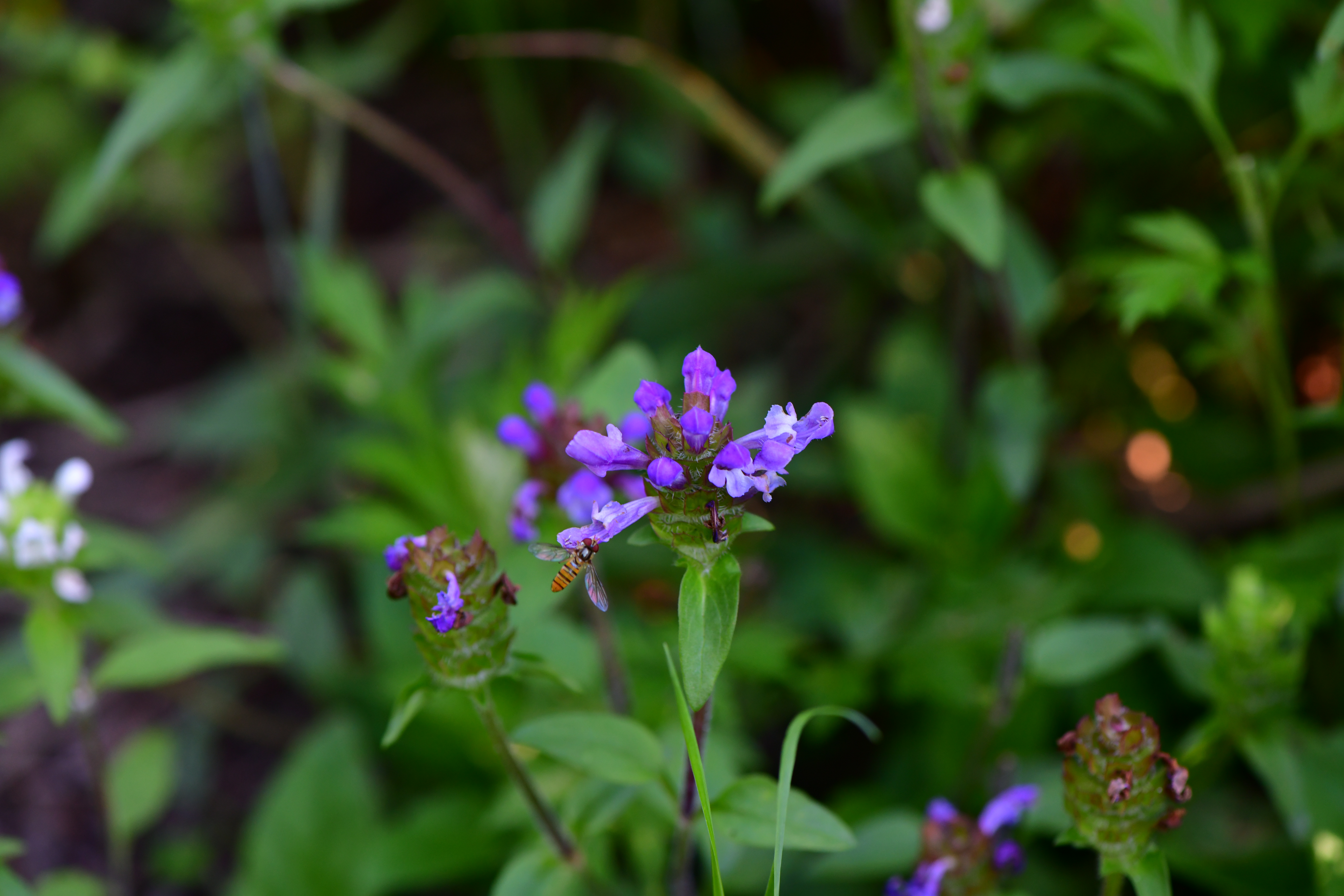 DSC_1546.JPG