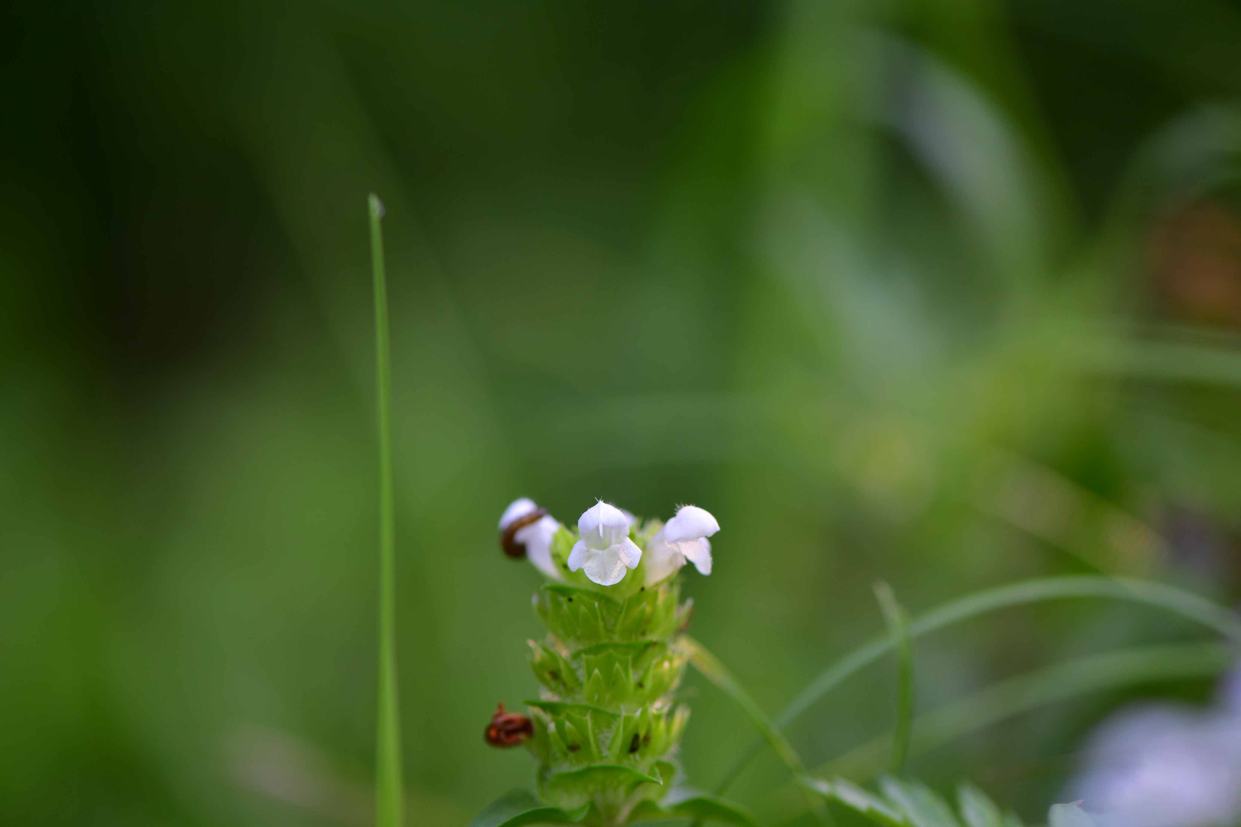 DSC_1510.JPG