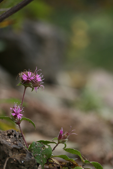 2009.09.05 196.jpg