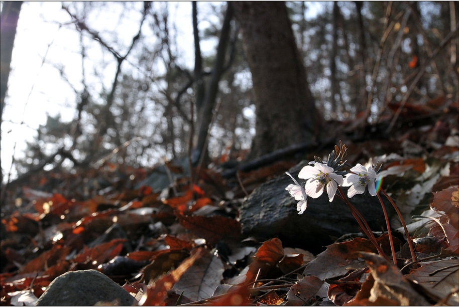 변산바람꽃.jpg