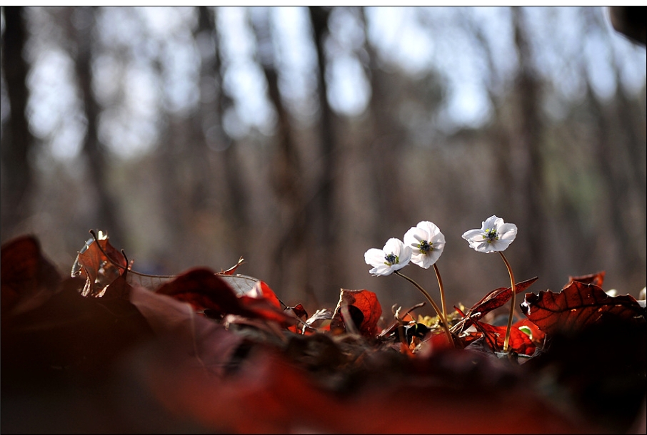 변산바람꽃5.jpg