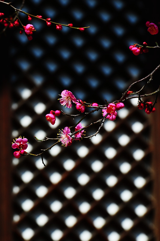 DSC_1164-1.jpg