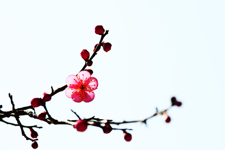 DSC_1142-1.jpg