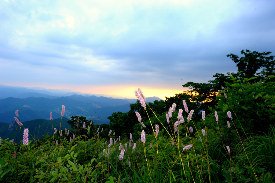 범꼬리;131f.jpg