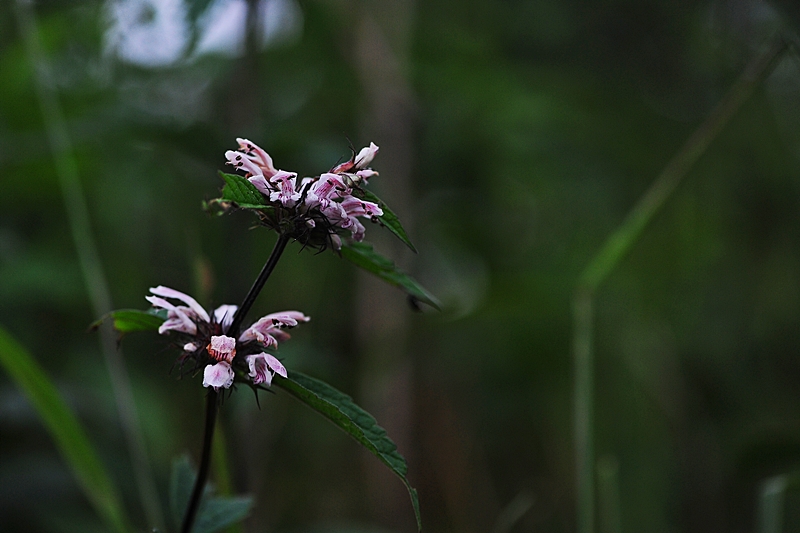 DSC_7604.JPG