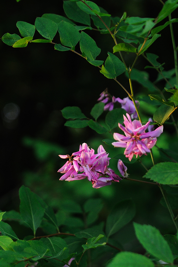 DSC_4454.jpg