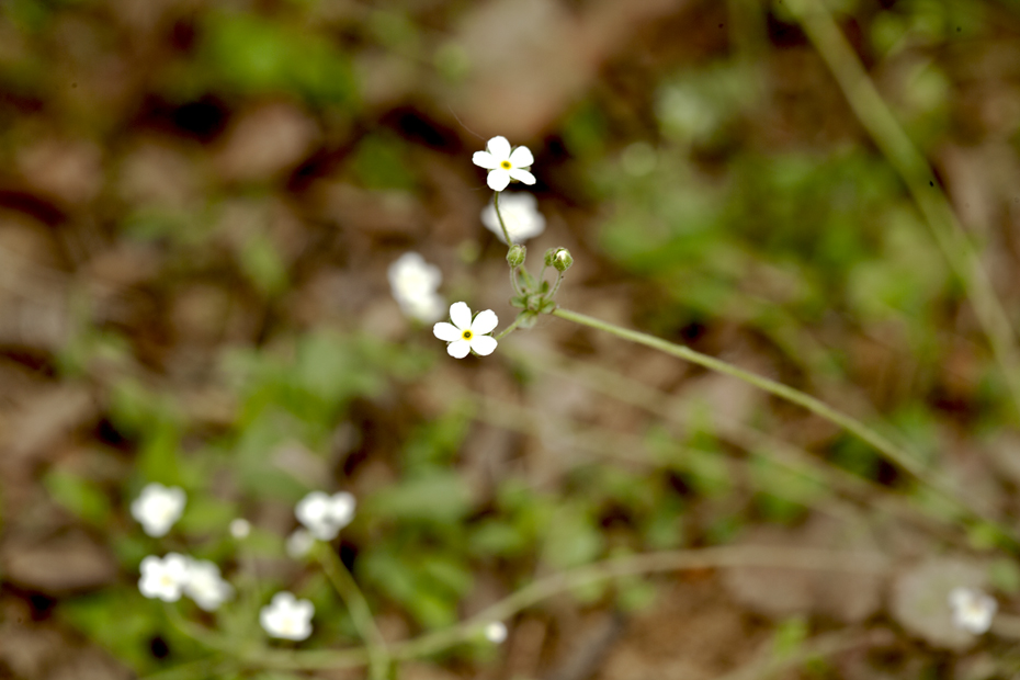 ZZ0M7587-110518x.jpg