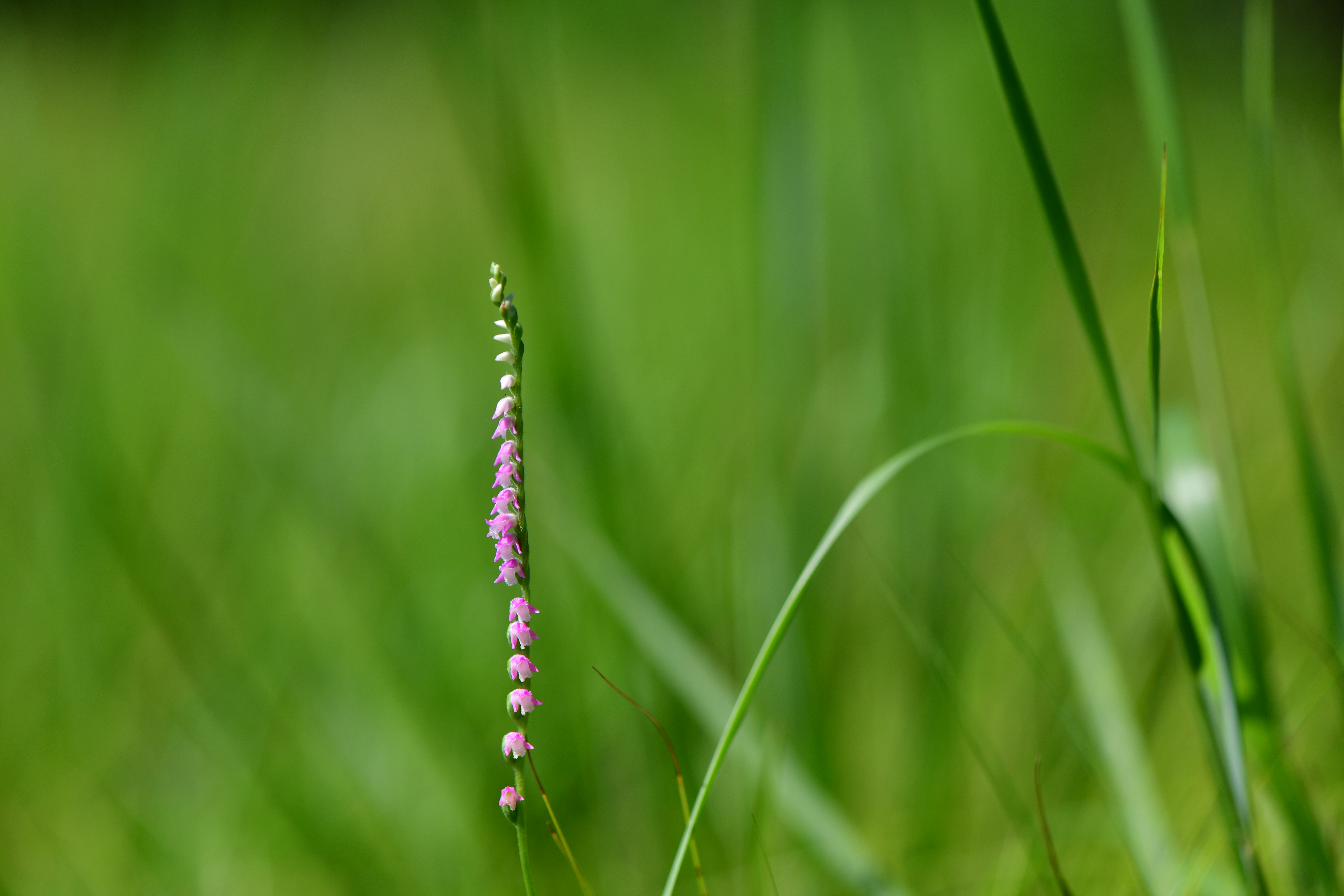 DSC_1557.JPG