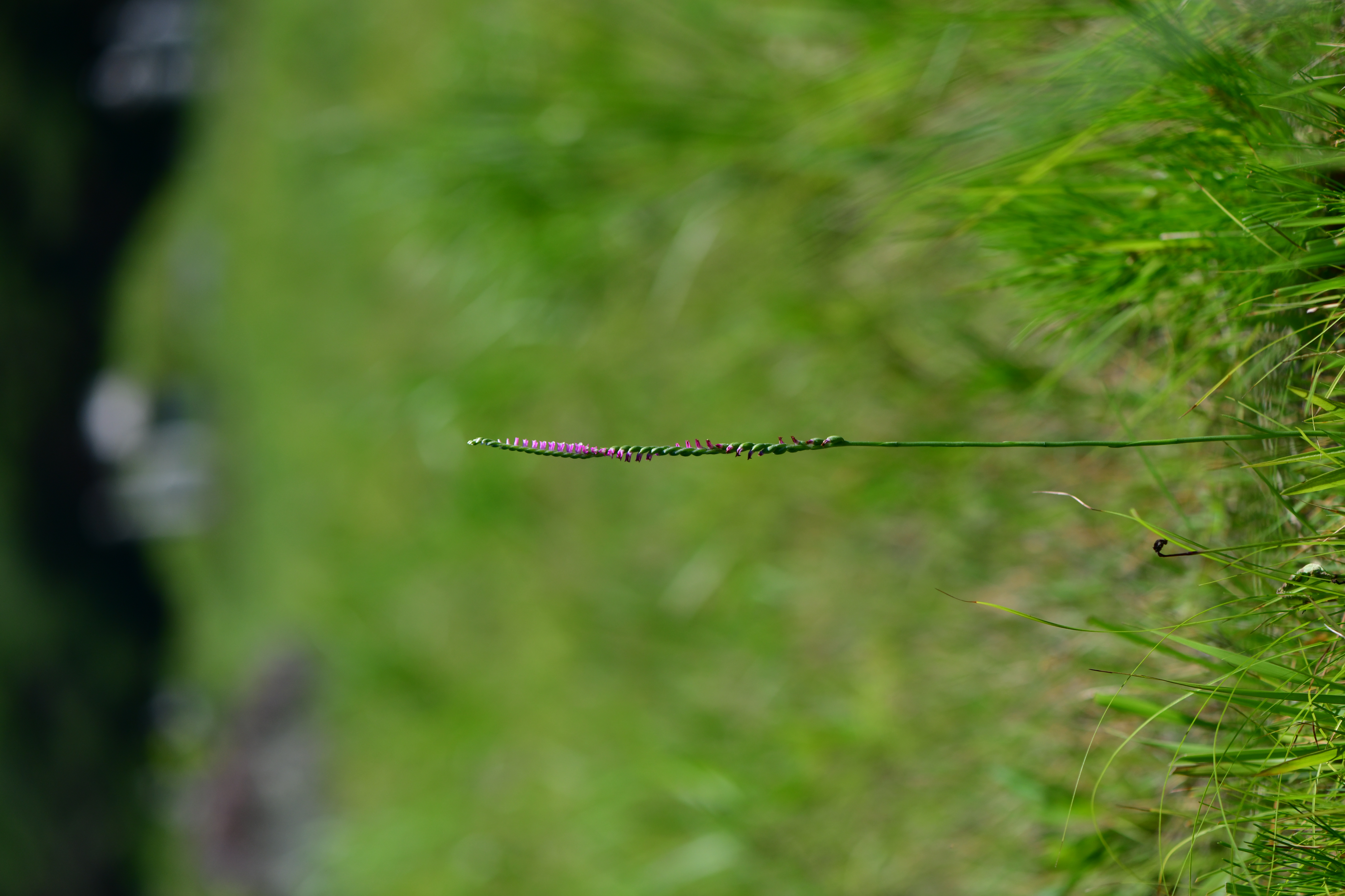 DSC_1560.JPG