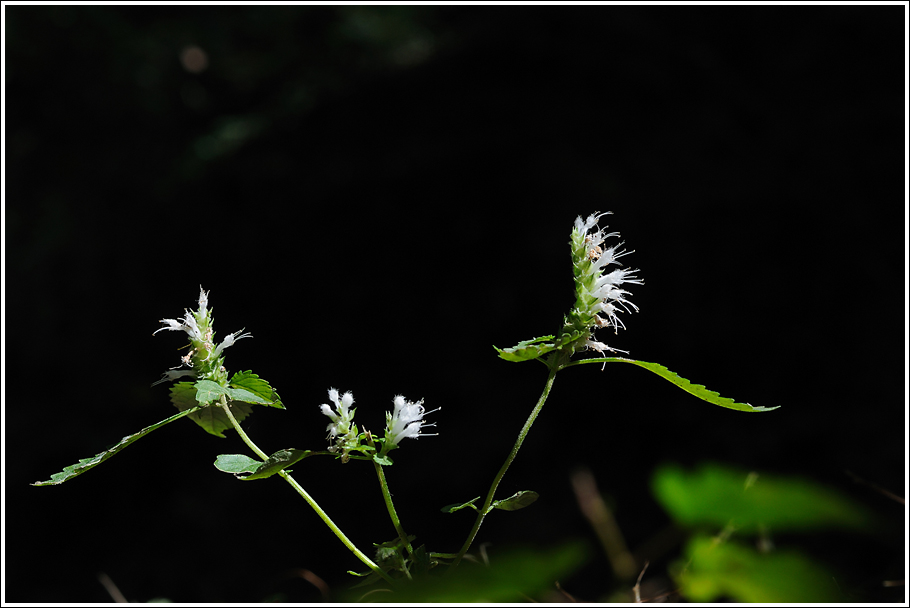 DSC_3079.jpg