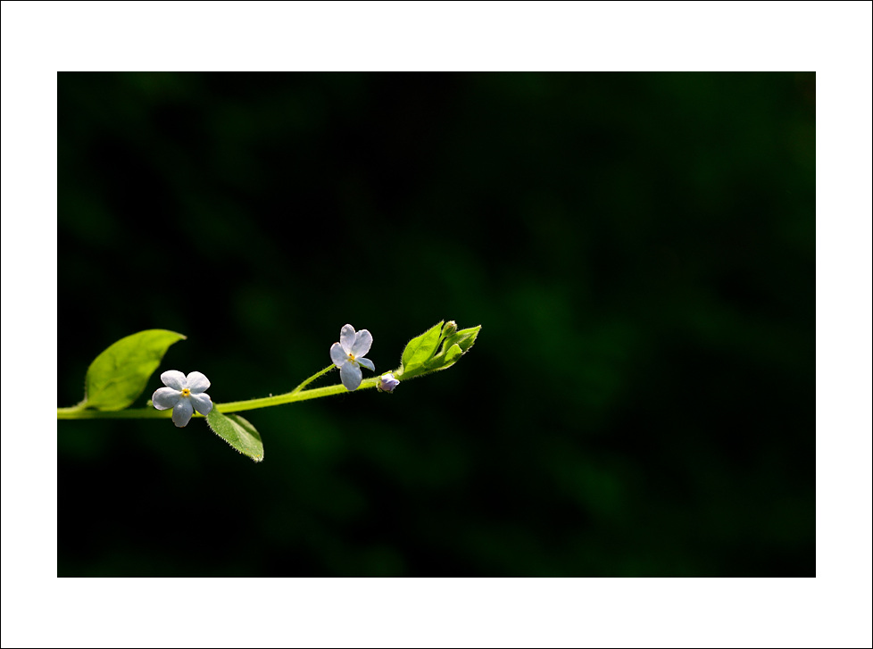 DSC_2880.jpg