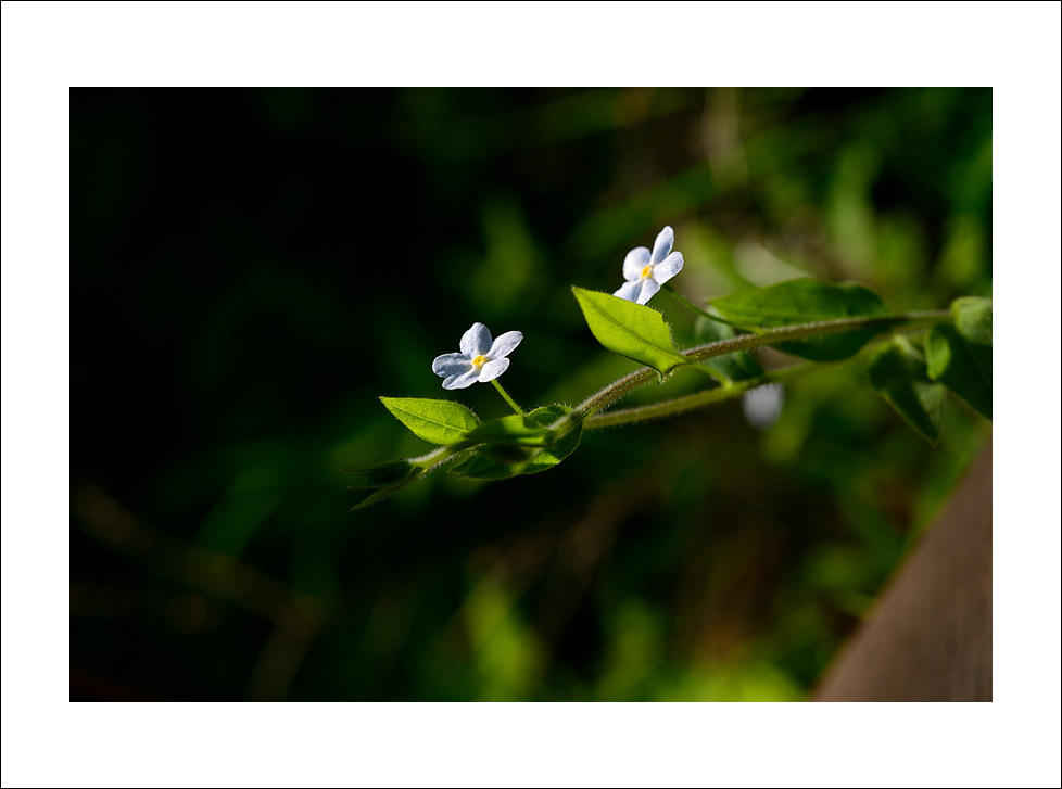 DSC_2865.jpg