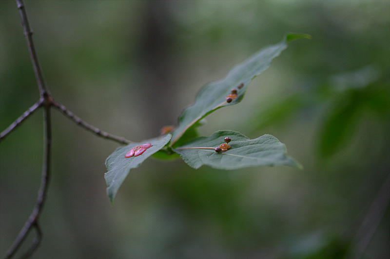 20090606안산 005.jpg