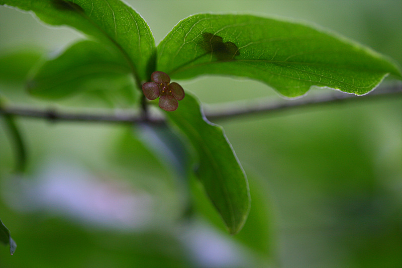 20090606안산 013.jpg