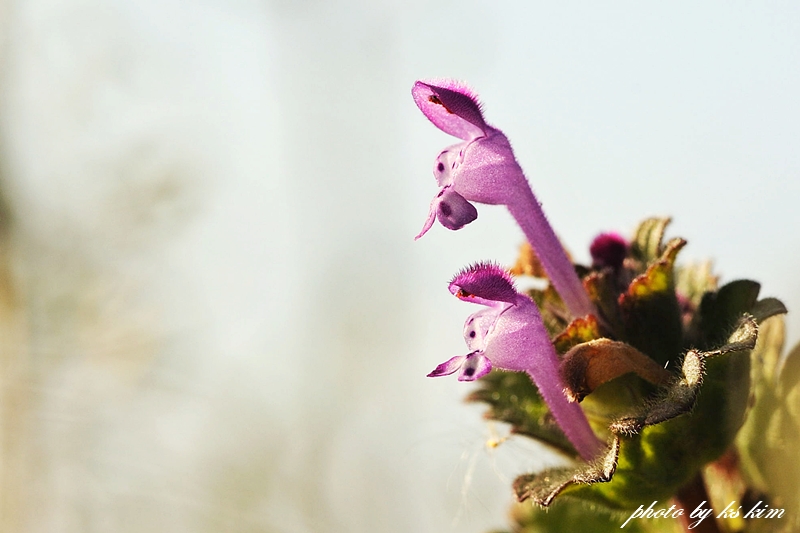 DSC_6168a.jpg