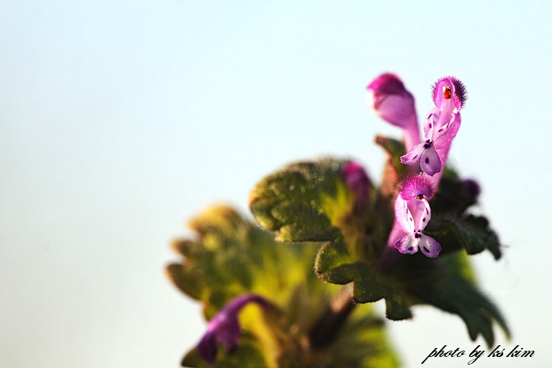 DSC_6160a.jpg