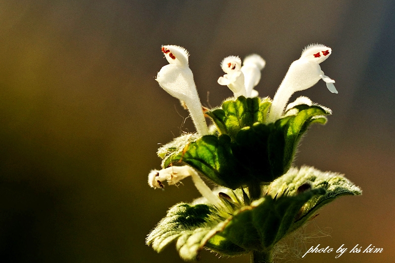DSC_6113a.jpg
