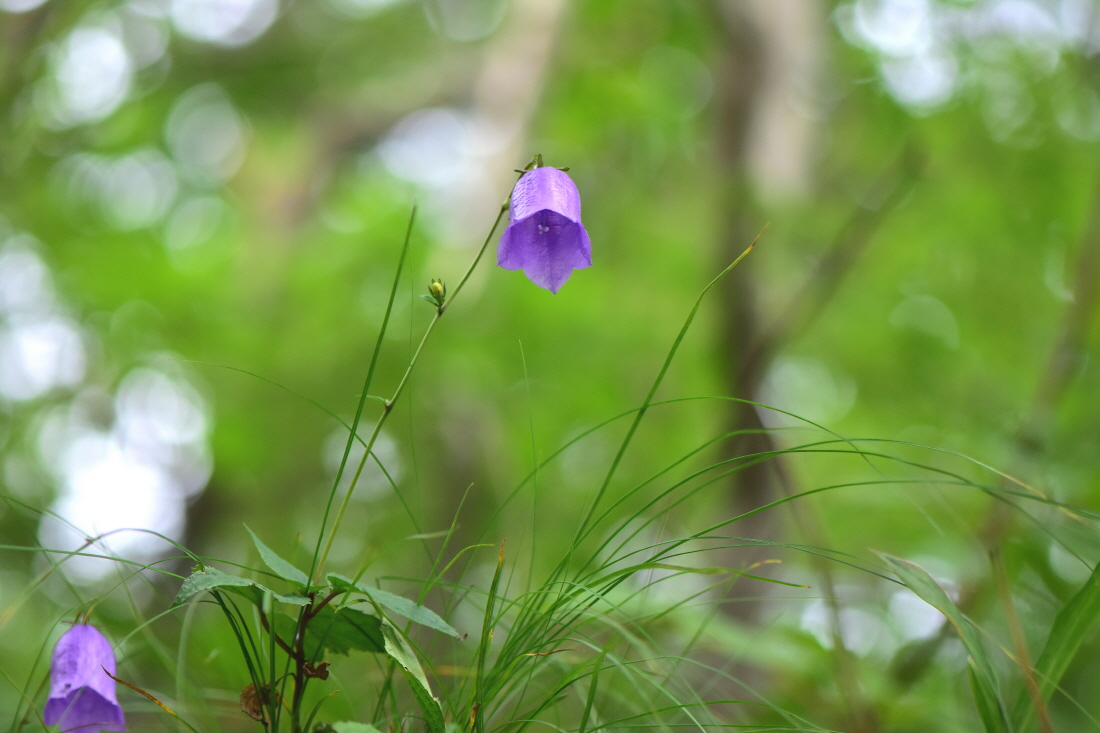DSC_4017.JPG