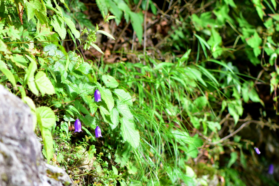 DSC_3879.JPG