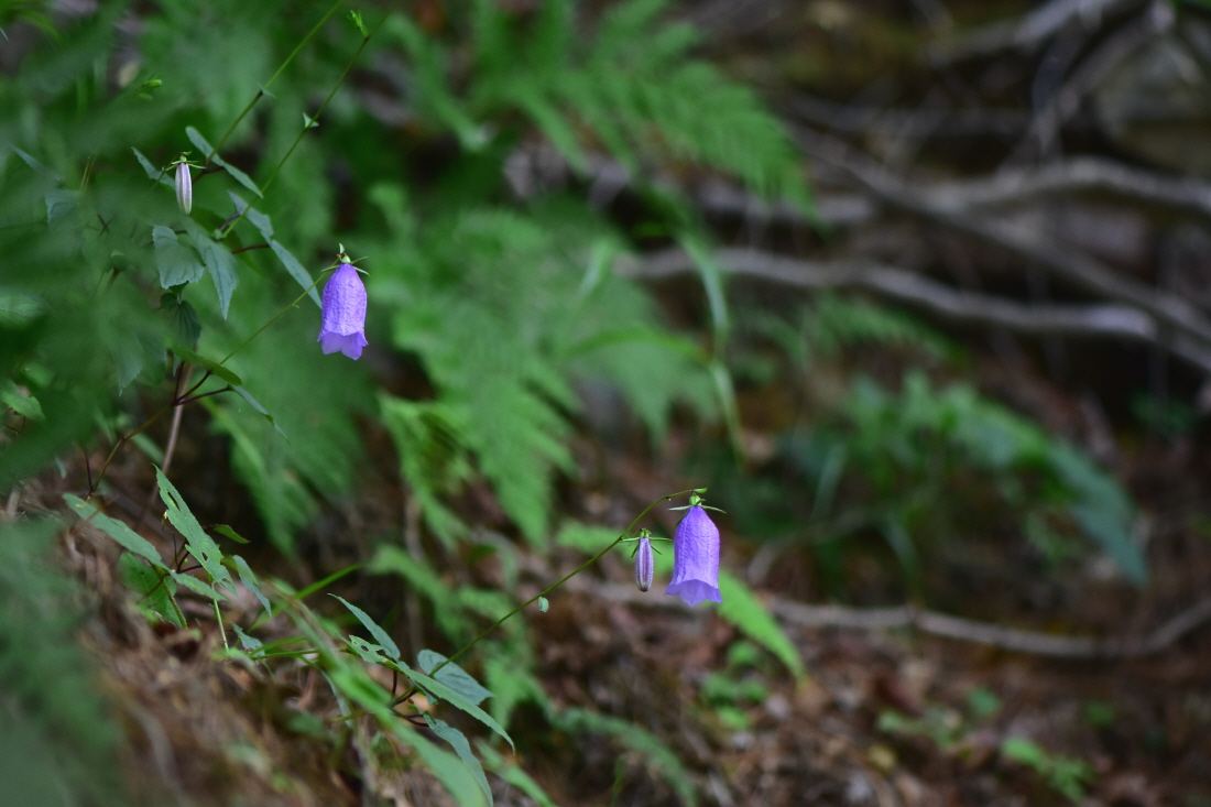 DSC_4008.JPG