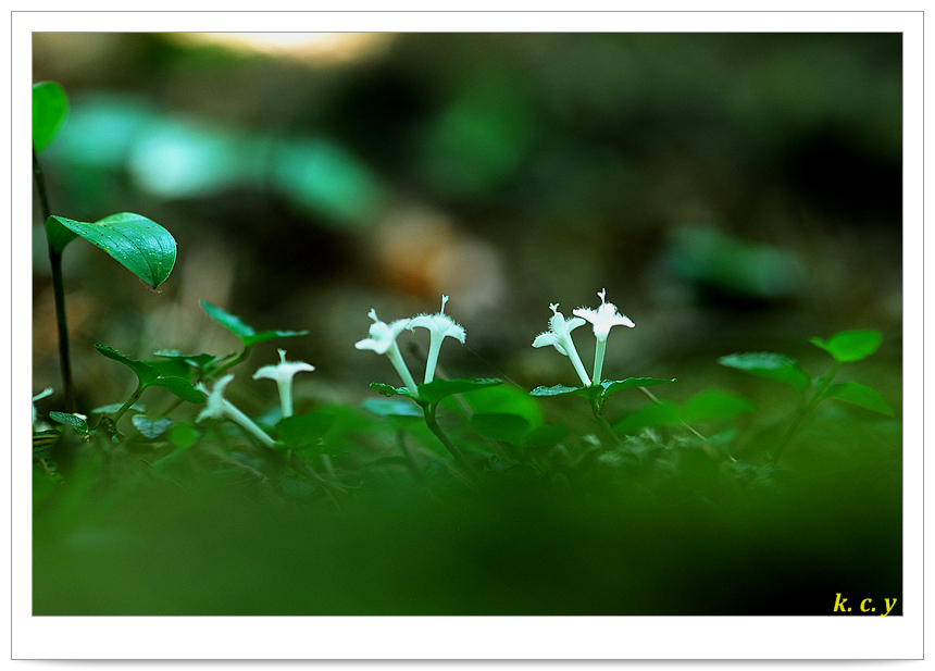 DSC_1040.jpg