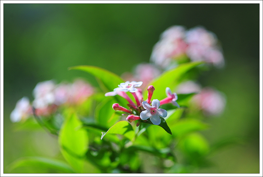 DSC_2071.jpg