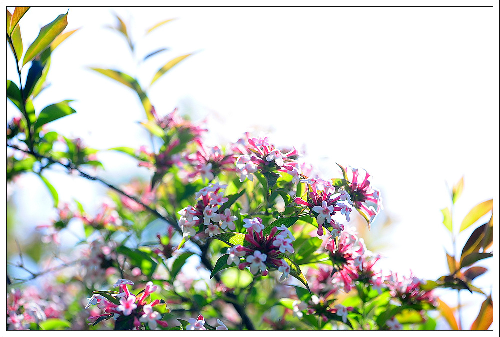 DSC_2159.jpg