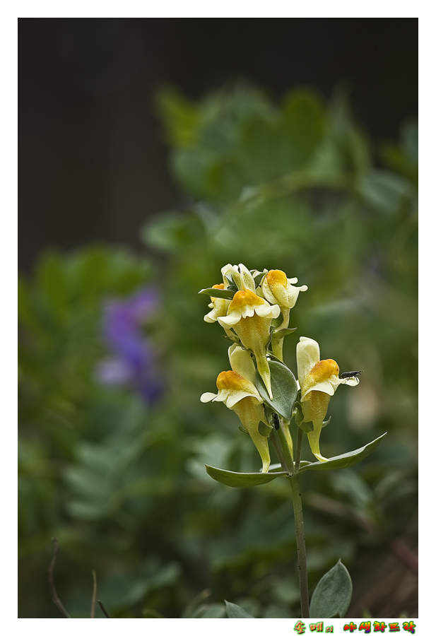 DSC_2785-1.jpg