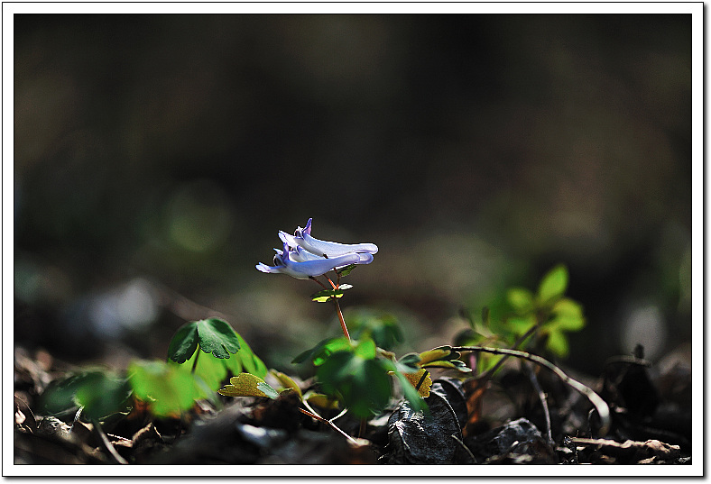 DSC_0505-1.jpg