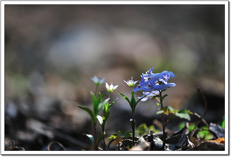 DSC_0514-1.jpg