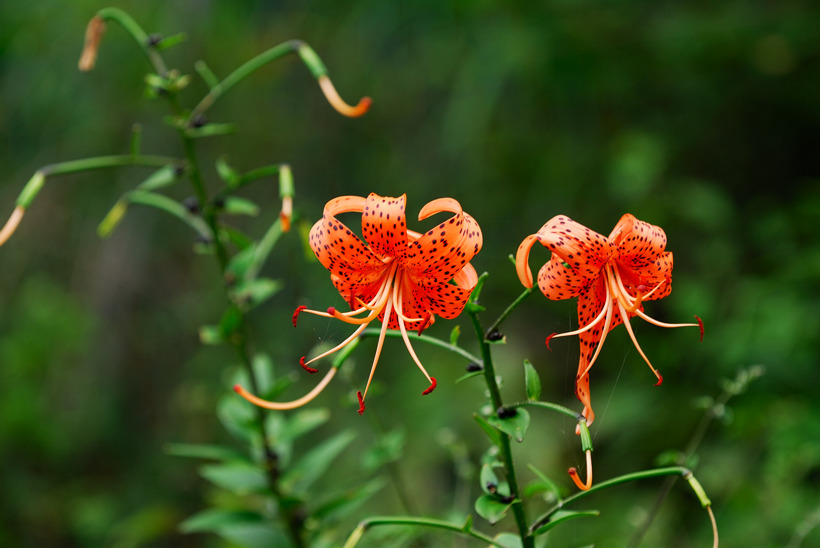 DSC_9618-1.jpg
