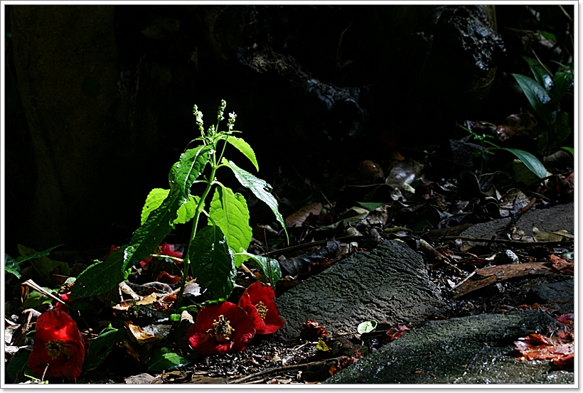 IMG_8133산쪽풀.JPG