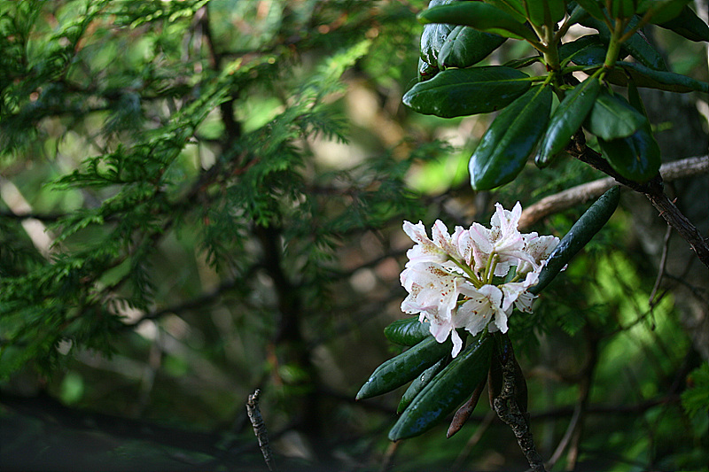 20090606 658.jpg