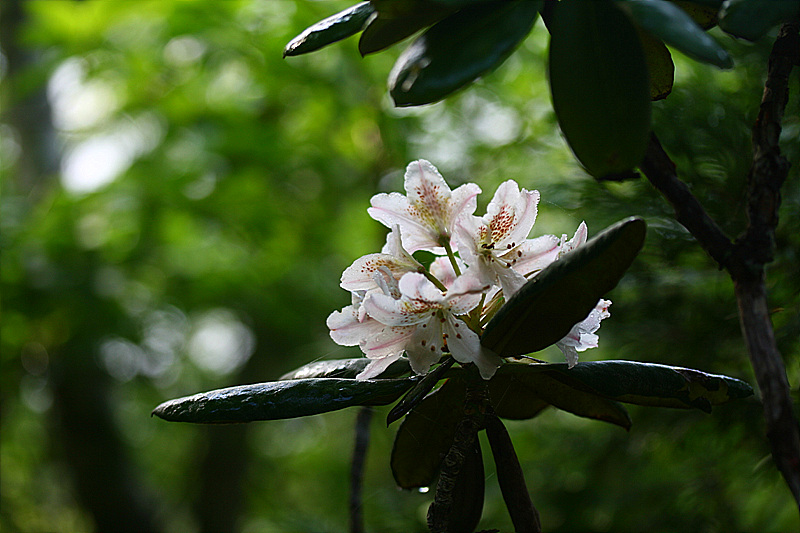 20090606 659.jpg