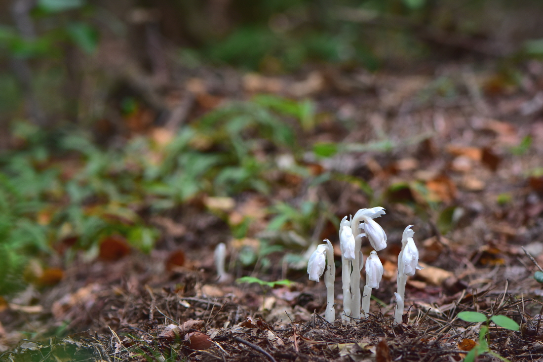 DSC_9747.JPG