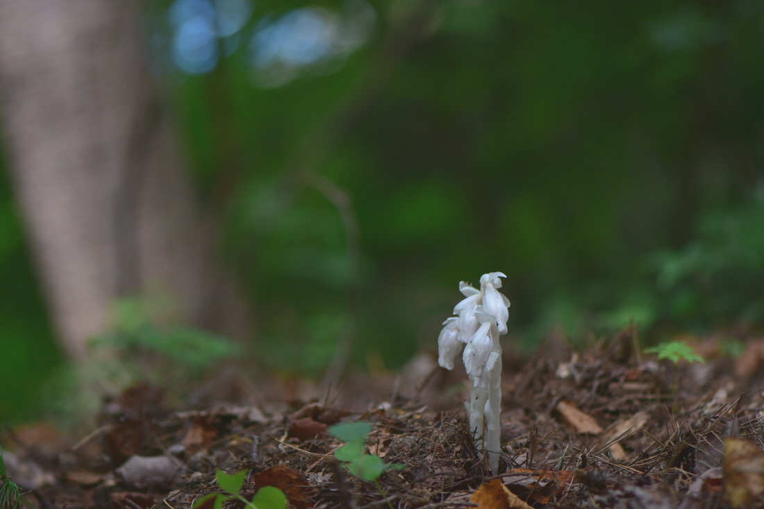 DSC_9750.JPG
