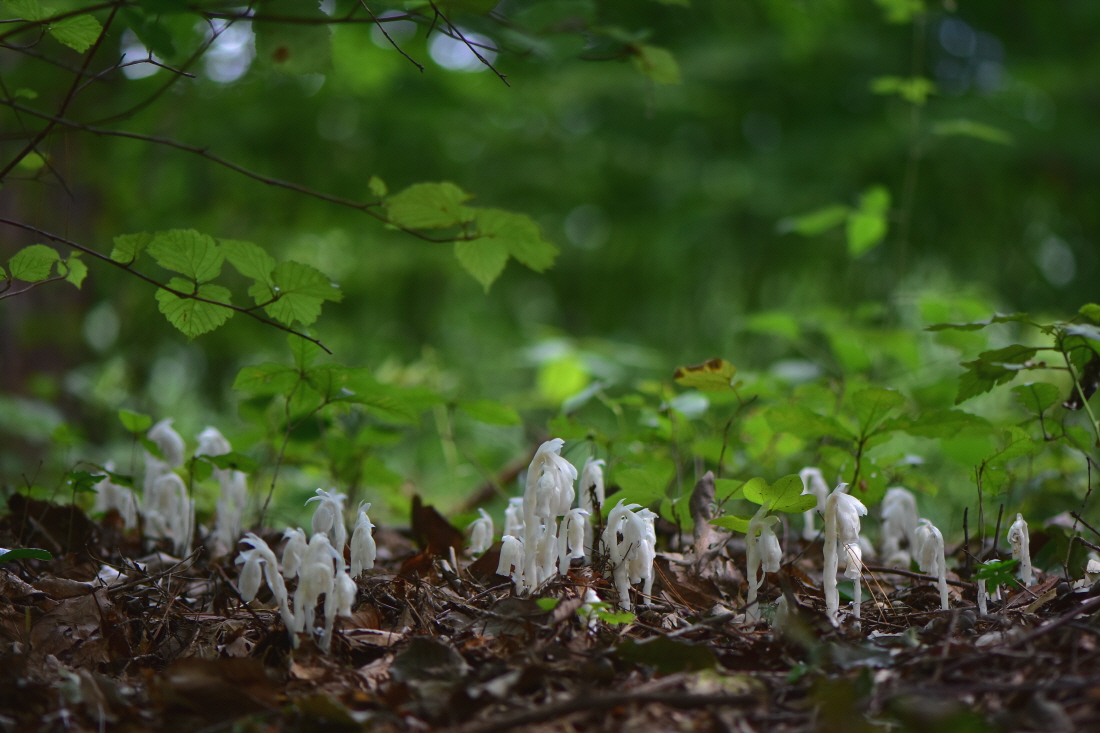 DSC_9686.JPG