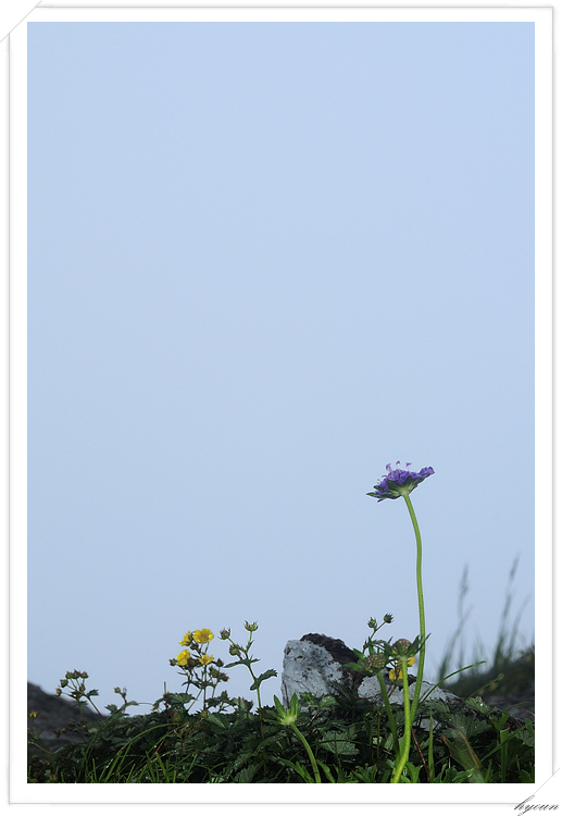 구름체꽃_8793.jpg