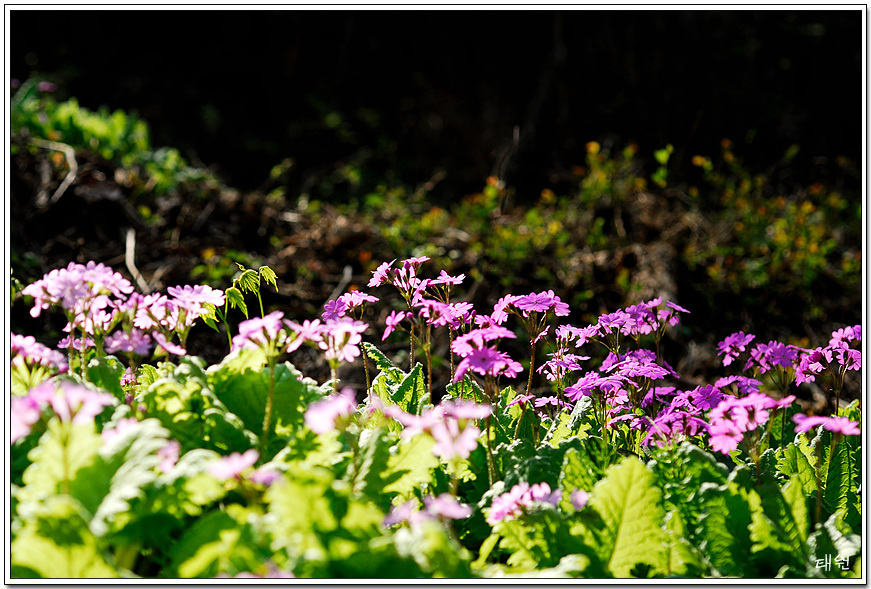 DSC_0199.jpg