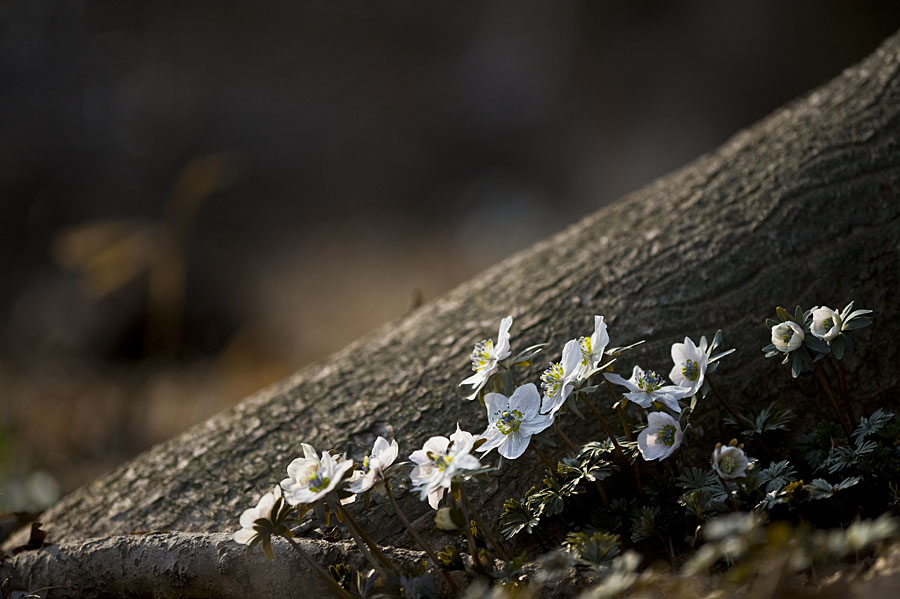 20110313_0445b-1.jpg