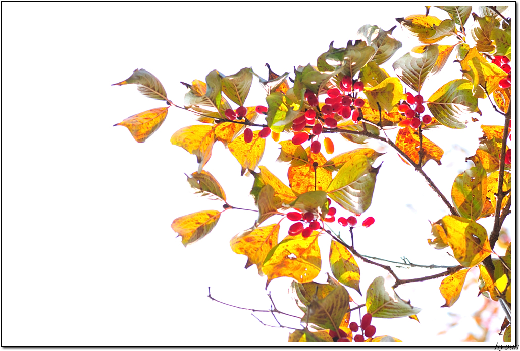 산수유_1538.jpg
