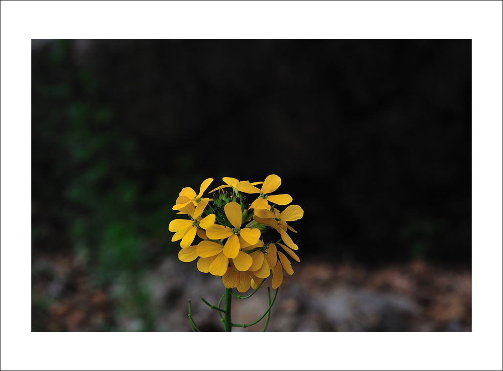 DSC_8507.jpg