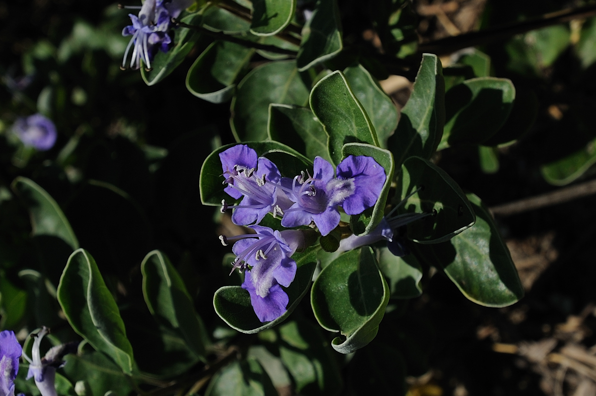 DSC_9955.jpg