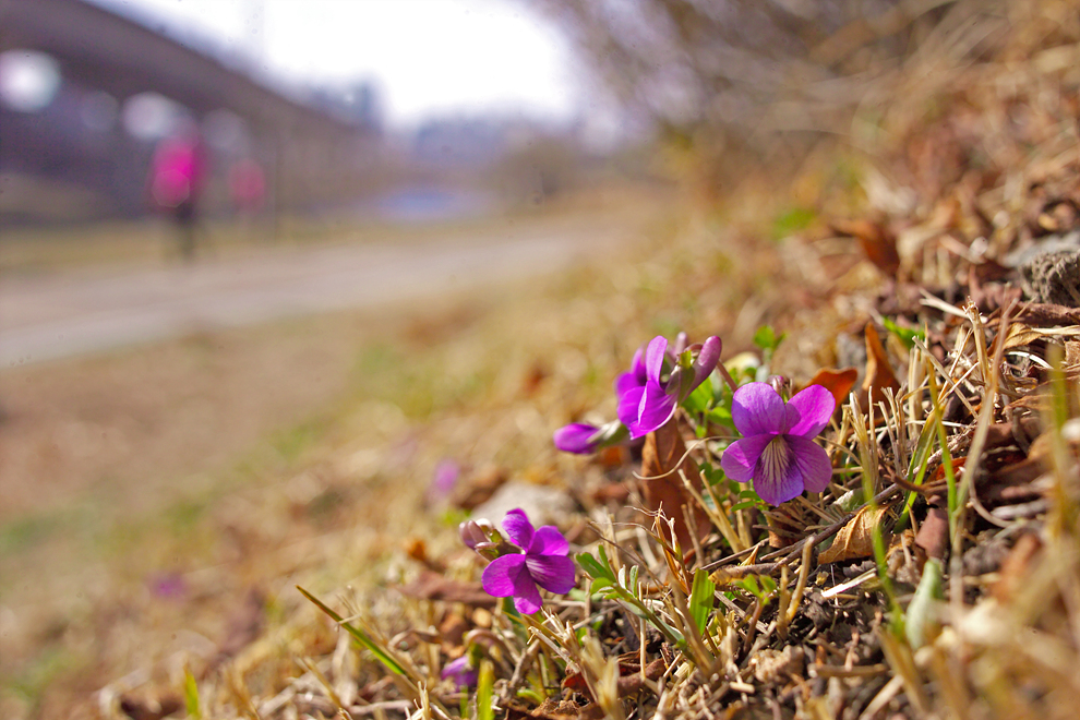 호제비꽃G5HH3457.jpg