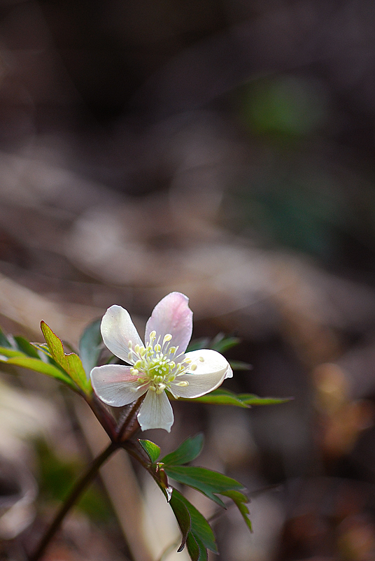 DSC_0675-1.jpg